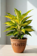 Aglaonema Golden Passion