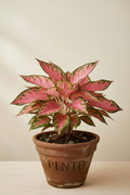 Aglaonema Pink Legacy