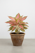 Aglaonema Sparkling Sarah