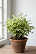 Aglaonema Spring Snow