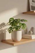 Monstera Deliciosa Small