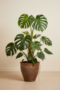Monstera Esqueleto