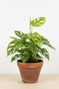 Monstera Minima