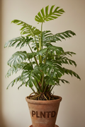 Monstera Pinnatipartita
