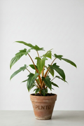 Philodendron Billietiae
