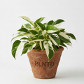 Philodendron Burle Marx Variegated