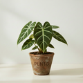 Philodendron Gloriosum