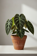 Philodendron Glorious