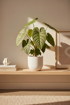 Philodendron Mamei