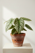 Philodendron Mamei