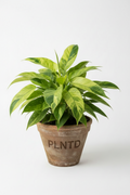 Philodendron Paraiso Verde