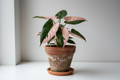 Philodendron Pink Princess