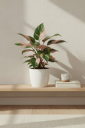 Philodendron Pink Princess