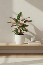 Philodendron Pink Princess