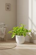 Pothos Neon