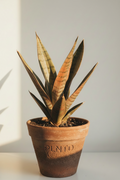 Sansevieria Coppertone