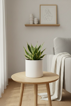 Sansevieria Dwarf Variegated