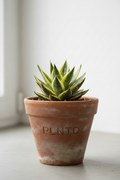 Sansevieria Dwarf Variegated