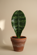 Sansevieria Masoniana (Whale Fin)
