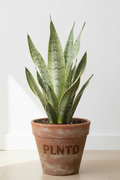 Sansevieria Moonshine
