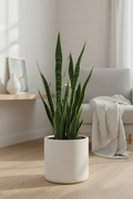 Sansevieria Non-variegated