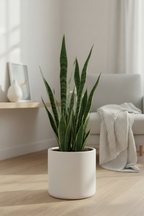Sansevieria Non-variegated
