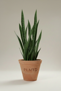 Sansevieria Non-variegated