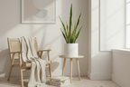 Sansevieria Trifasciata Golden