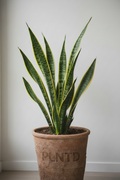 Sansevieria Trifasciata Golden