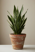 Sansevieria Trifasciata Whitney