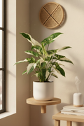 Syngonium Albo Variegated