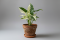 Syngonium Albo Variegated