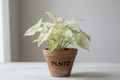 Syngonium Milk Confetti