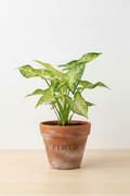 Syngonium Mojito