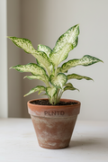 Syngonium Three Kings
