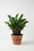 ZZ Plant Green