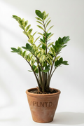 ZZ Variegated